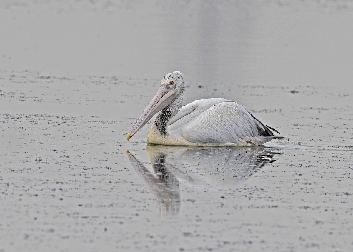 Spot-billed Pelican - ML533206891