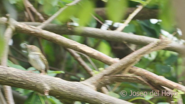 Mosquerito Ojiblanco - ML533207021