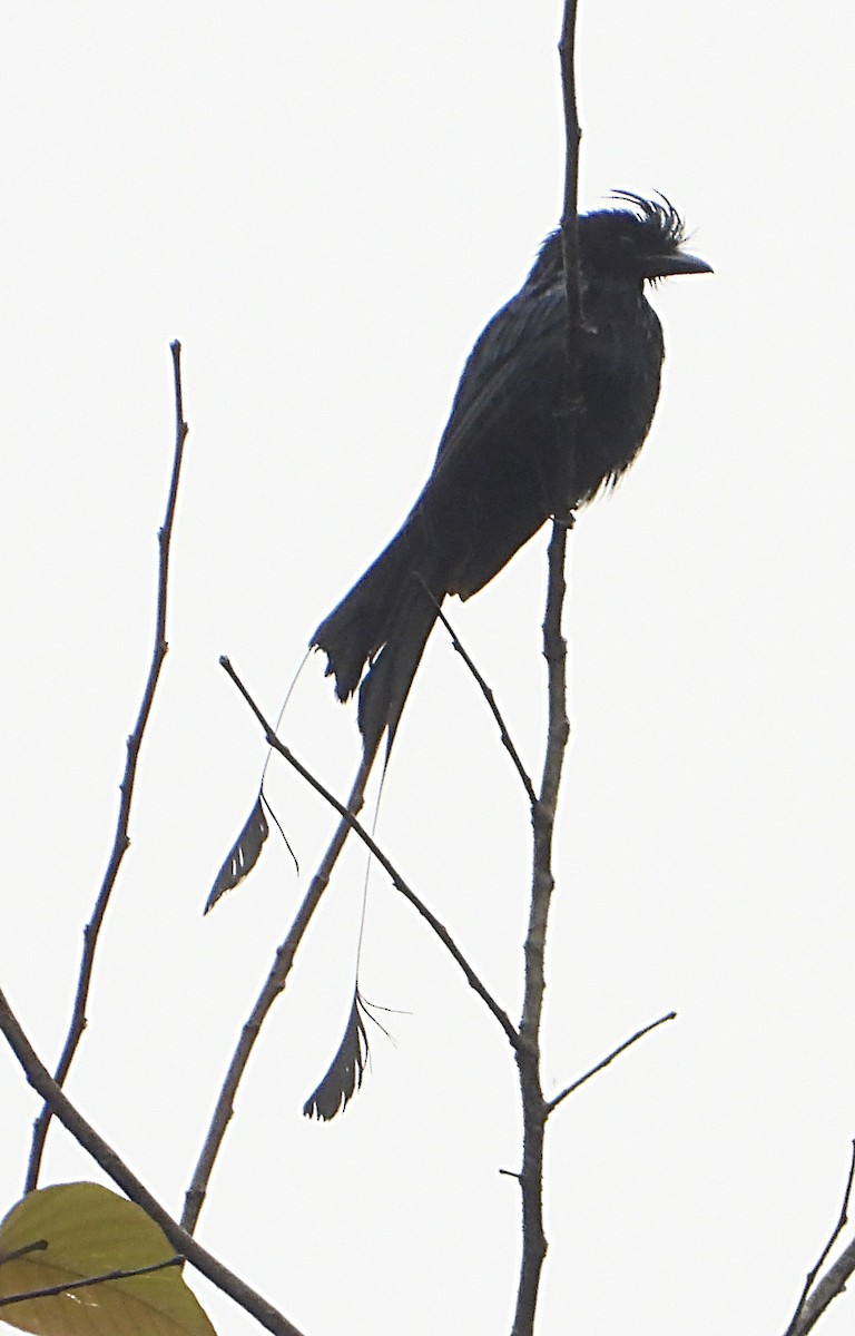 Greater Racket-tailed Drongo - ML533207201