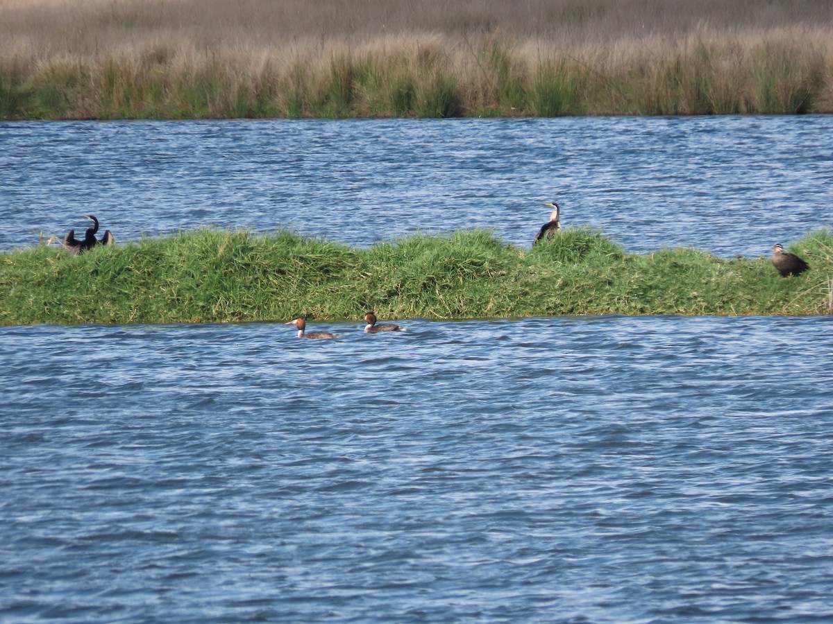 Great Crested Grebe - ML533207241