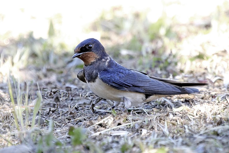 Barn Swallow - ML53320731