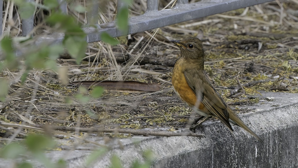 Brown-headed Thrush - John Clough