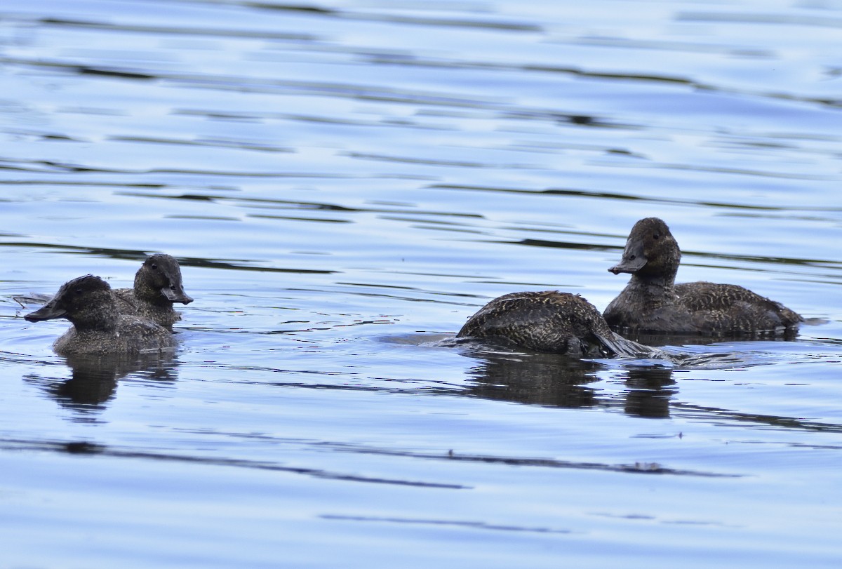 Blue-billed Duck - ML533209461