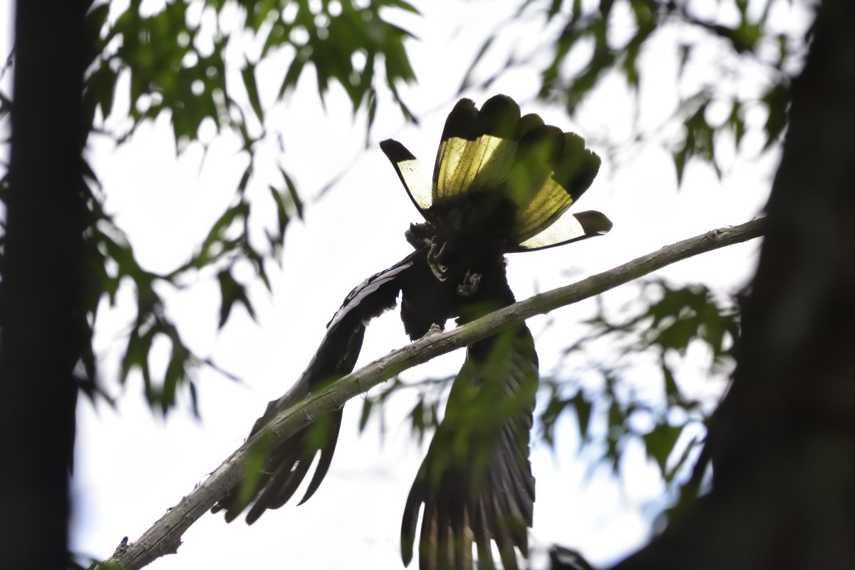 Yellow-tailed Black-Cockatoo - ML533209611