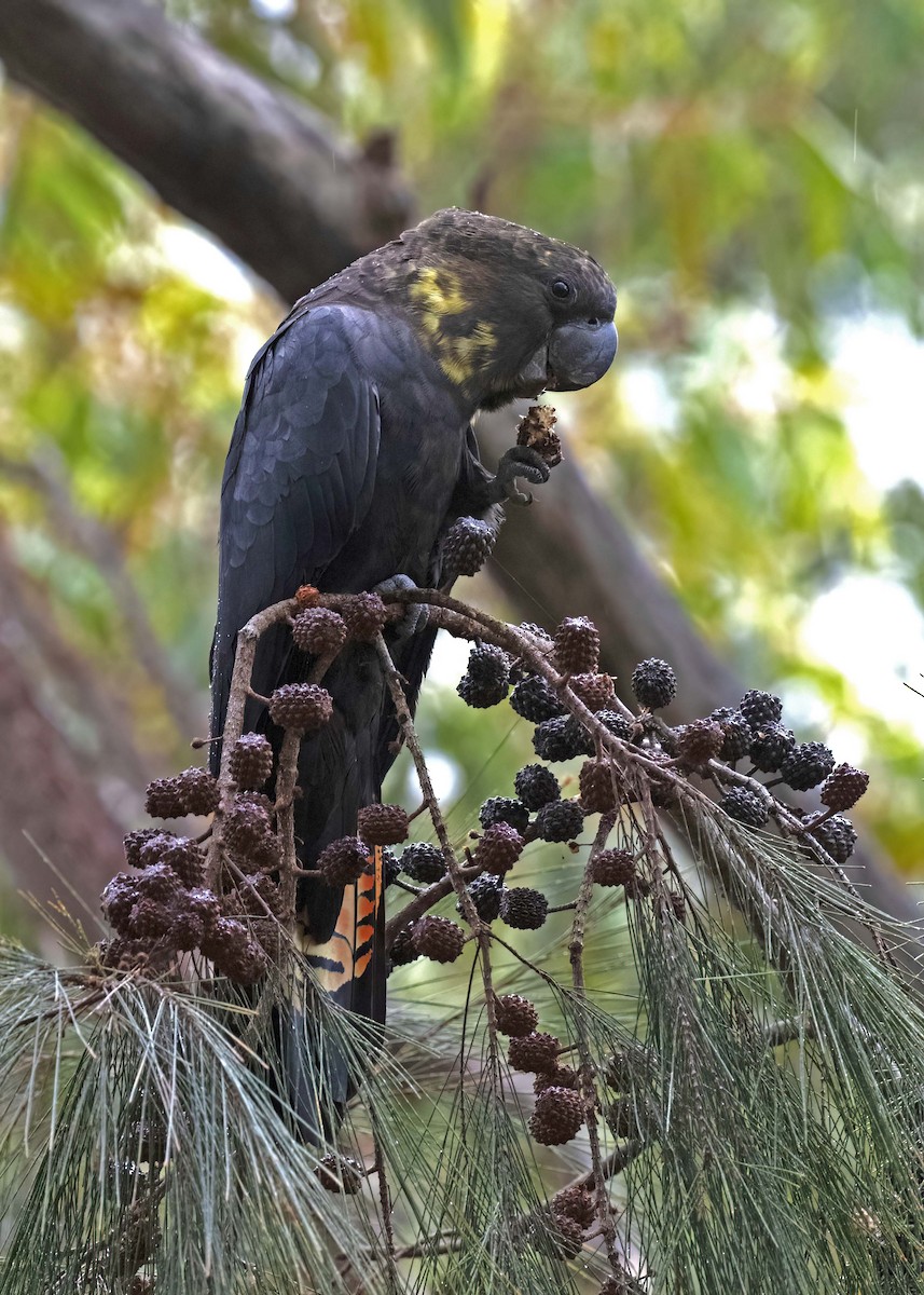 kakadu hnědohlavý - ML533209701