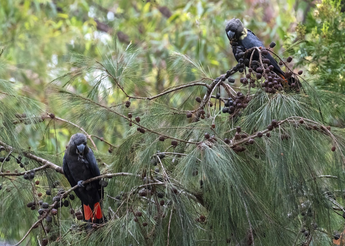 Glossy Black-Cockatoo - Nancy Auerbach and  Dirk Hovorka