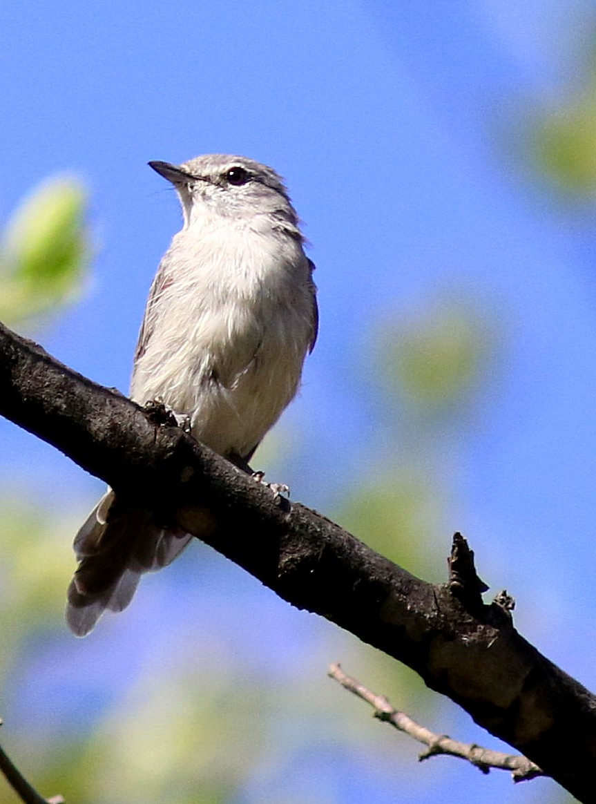 Ashy Flycatcher - ML533210151