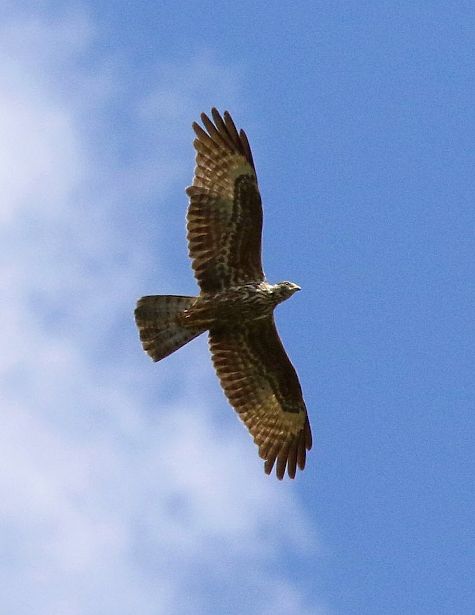 European Honey-buzzard - ML533210321