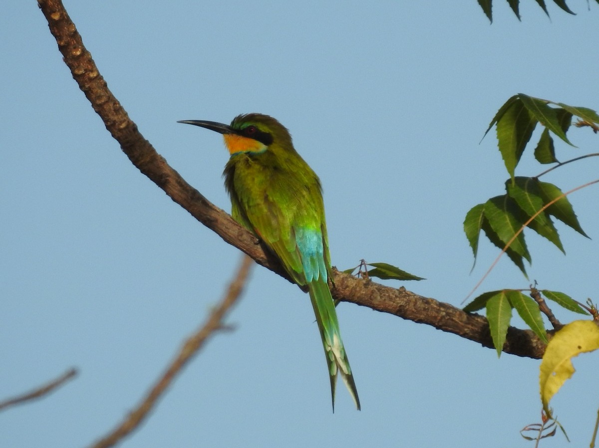 Swallow-tailed Bee-eater - David Cristóbal Huertas