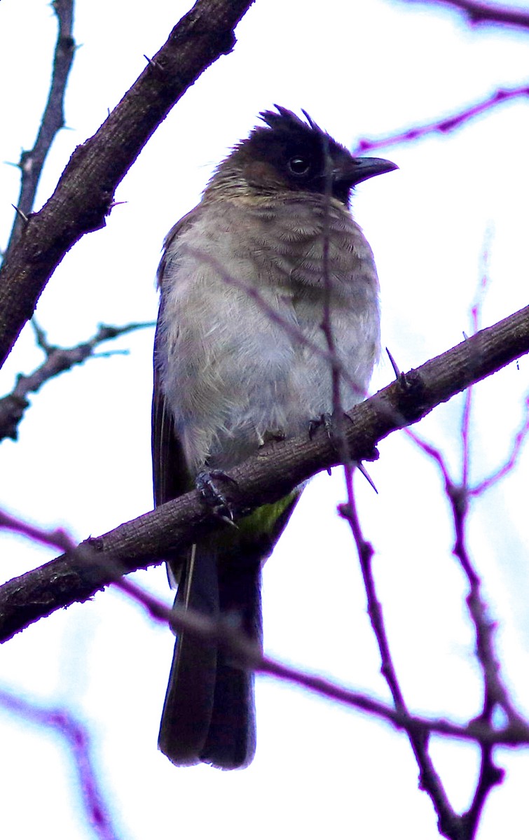 Common Bulbul (Dark-capped) - Sue Oertli