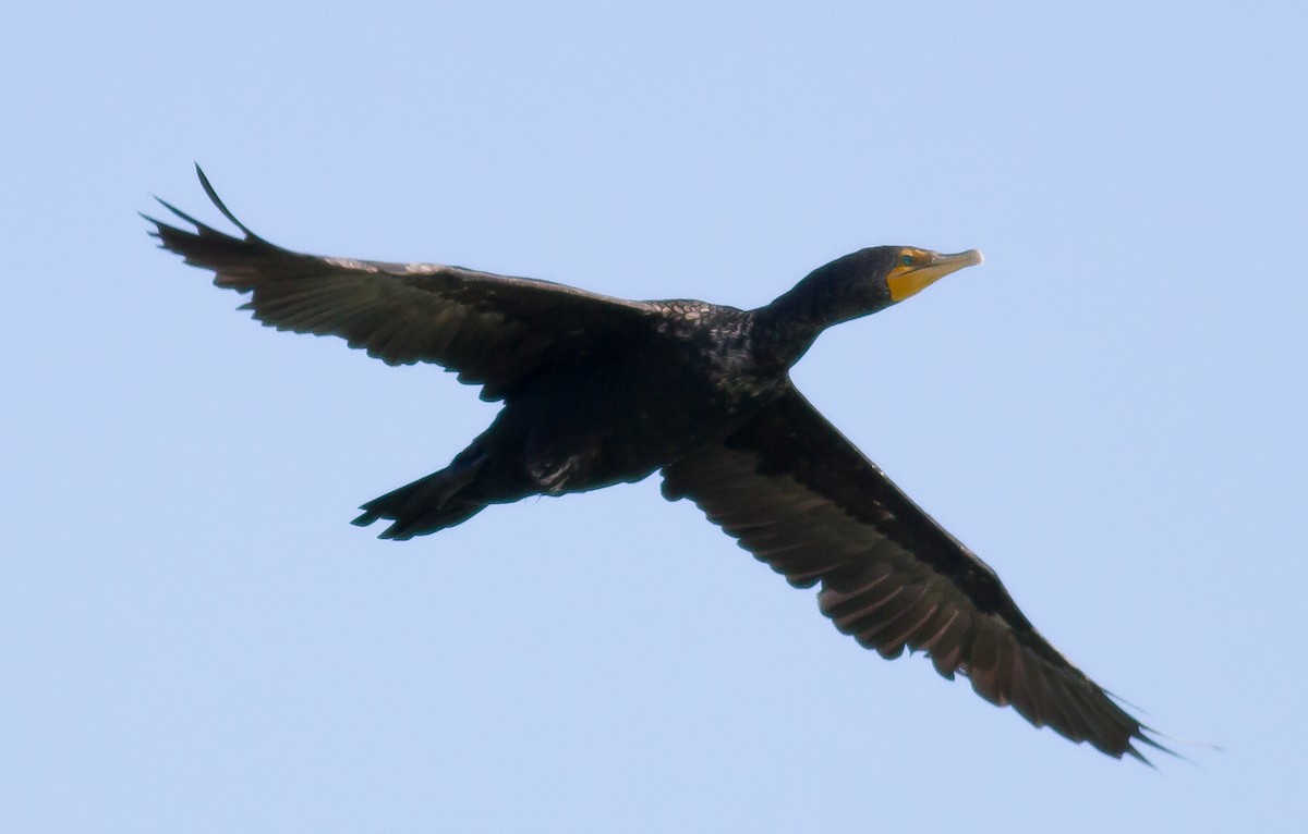 Double-crested Cormorant - ML53321181