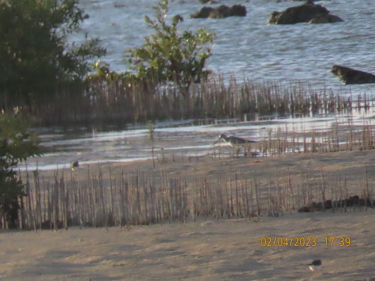 Bar-tailed Godwit - ML533211941