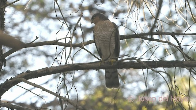 Eurasian Sparrowhawk - ML533212621