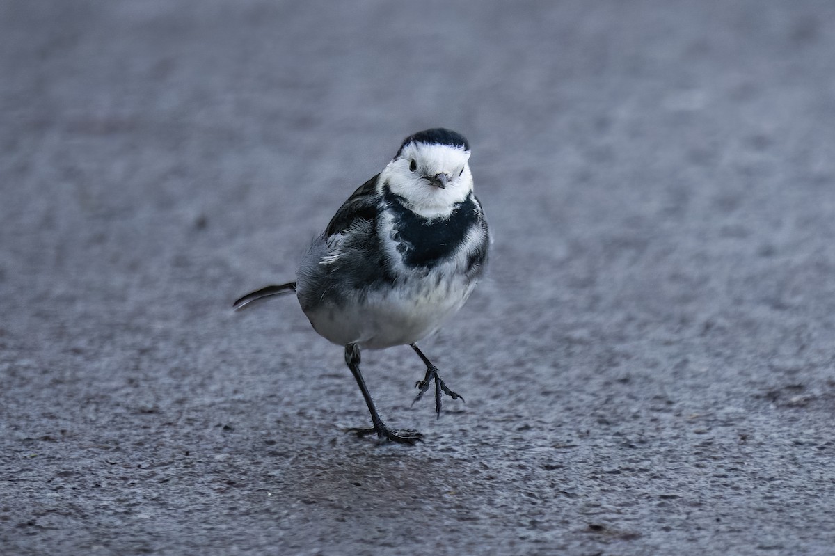 White Wagtail - ML533213281