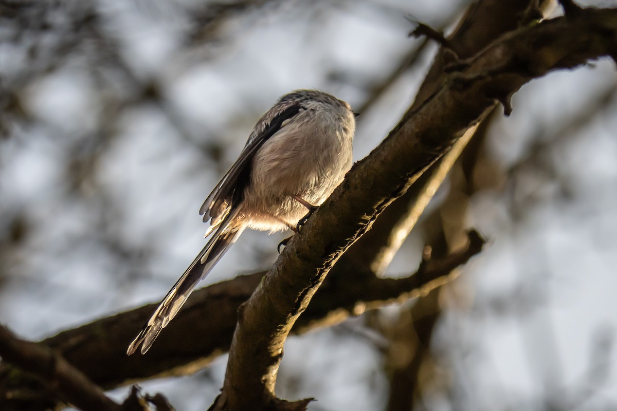 Long-tailed Tit - ML533213531