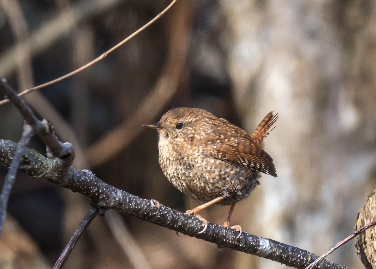 Winter Wren - ML533215131