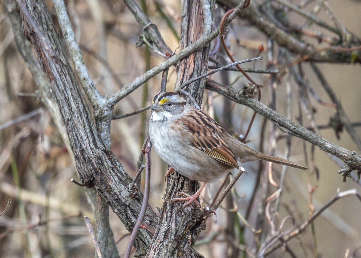 White-throated Sparrow - ML533215361