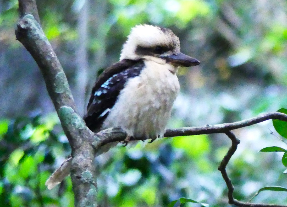 Laughing Kookaburra - Patricia Ferguson