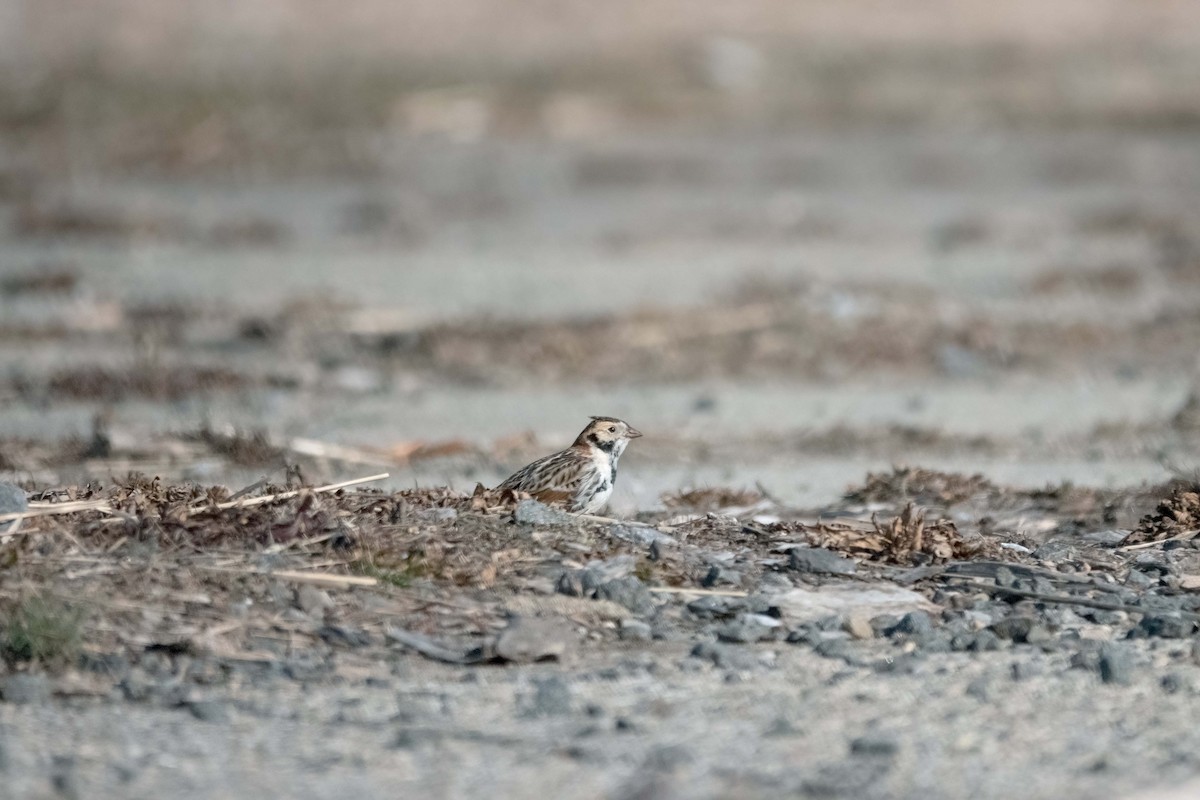 Lapland Longspur - ML533217691