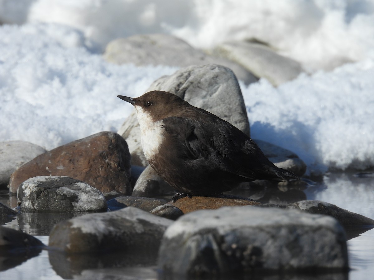 White-throated Dipper - ML533219031