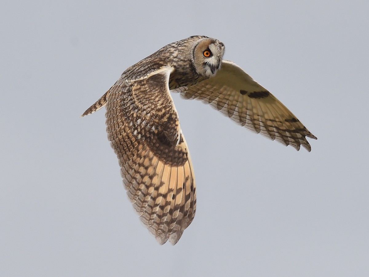 Long-eared Owl - Xueping & Stephan Popp