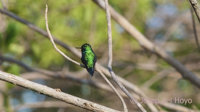 Red-billed Emerald - ML533219611