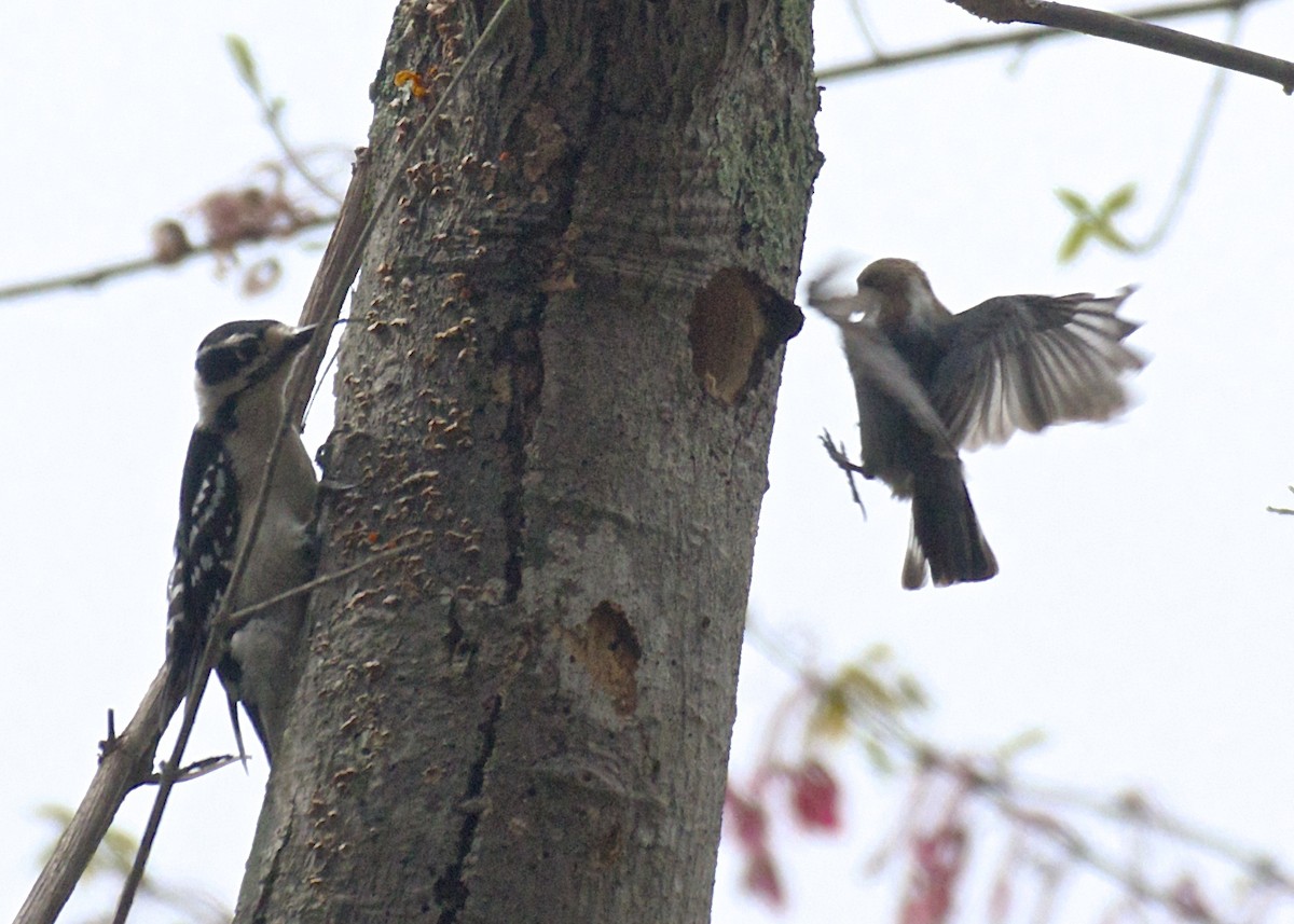 Brown-headed Nuthatch - ML53322071