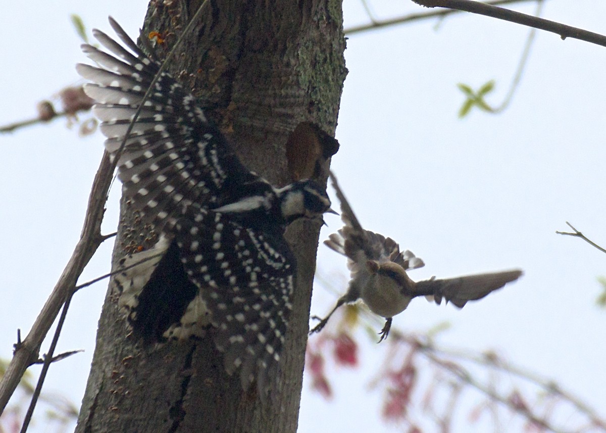 Brown-headed Nuthatch - Niki Robertson