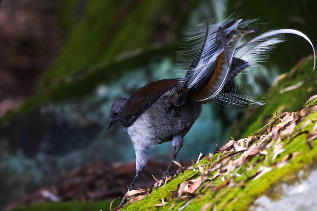 Superb Lyrebird - Pedro Nicolau