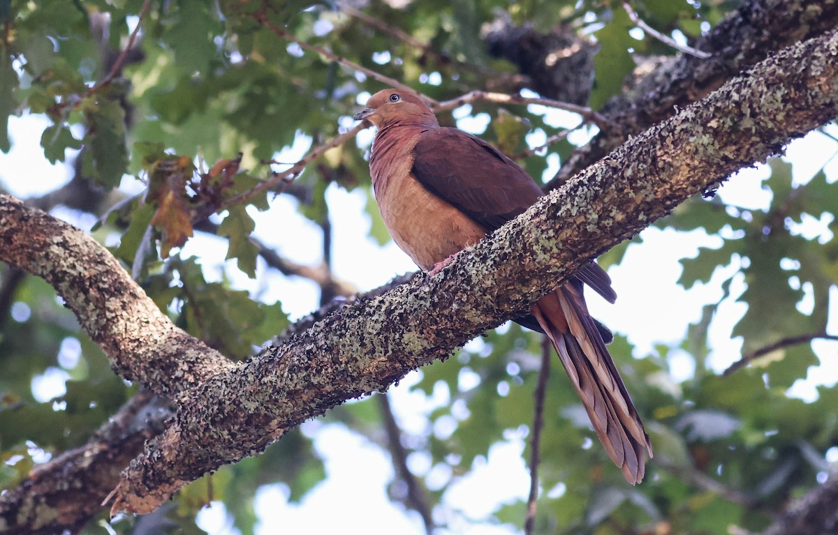Brown Cuckoo-Dove - ML533221291
