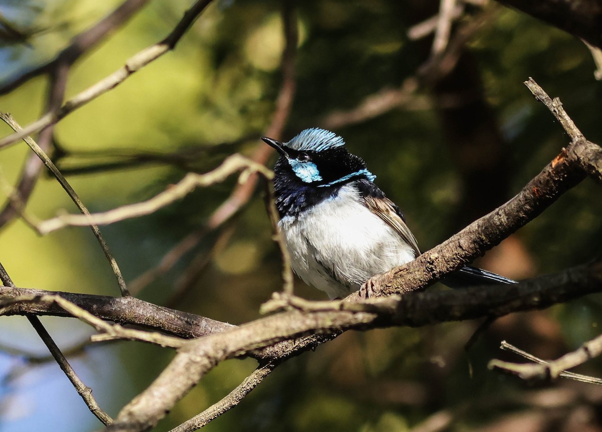 Superb Fairywren - ML533221331