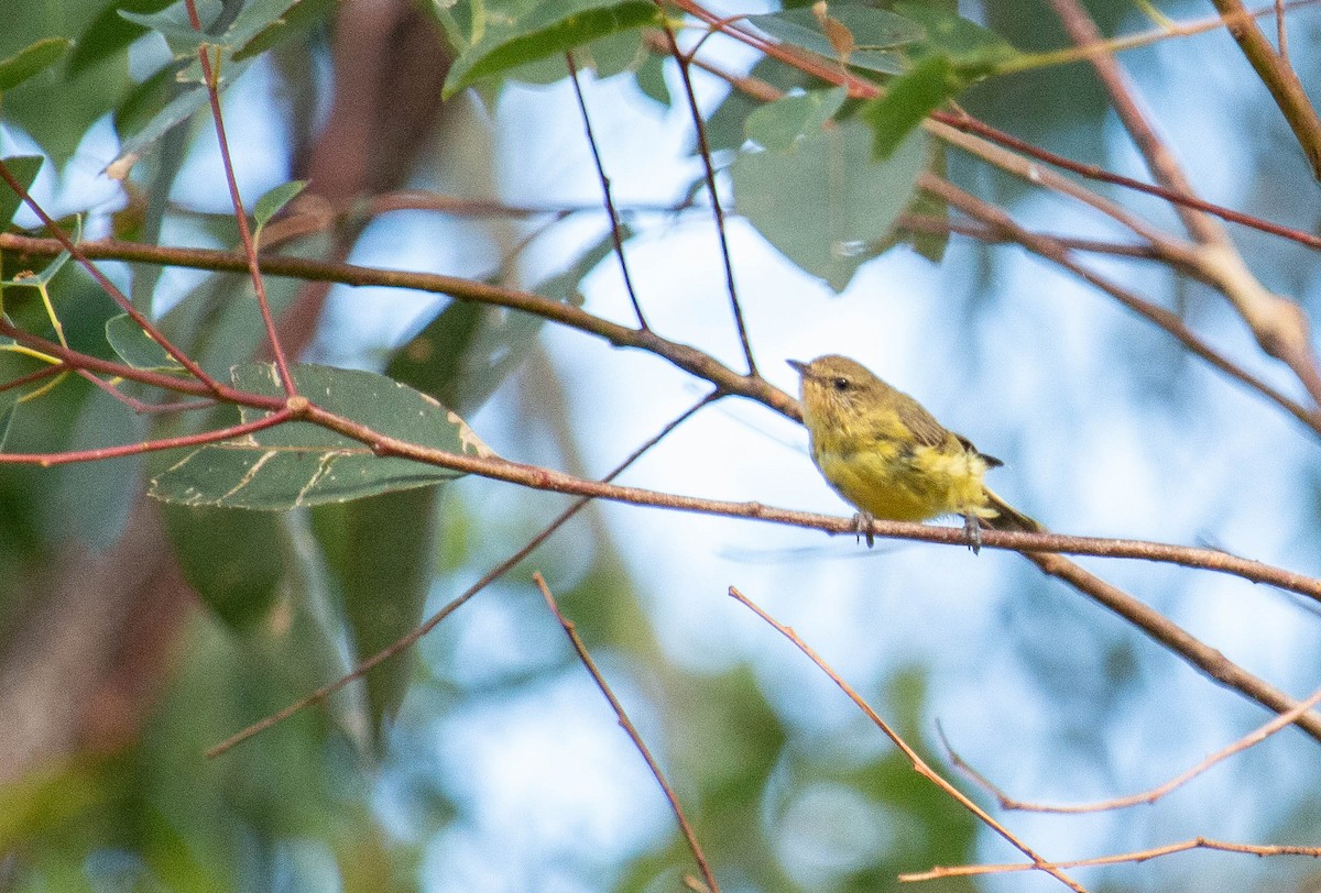 Yellow Thornbill - ML533221341
