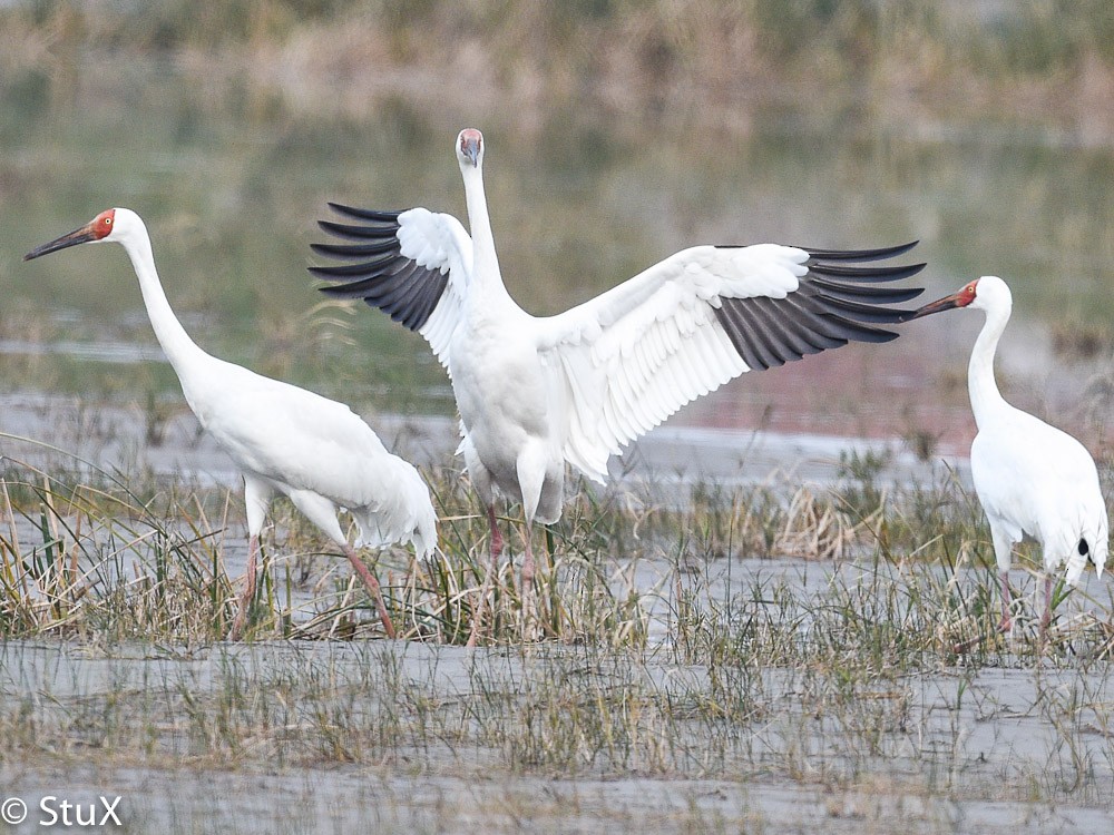 Siberian Crane - ML533221391