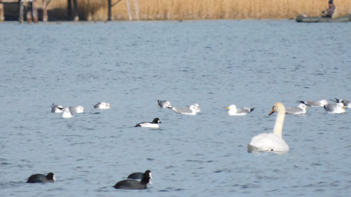 Common Goldeneye - ML533221931