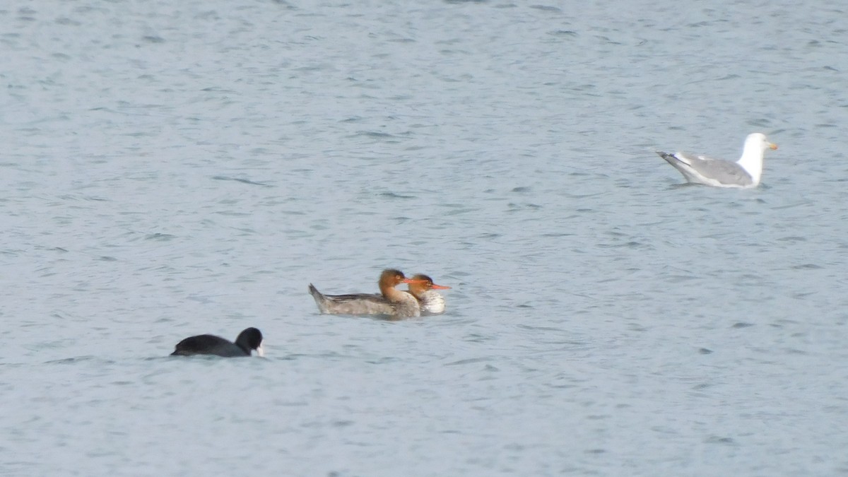 Red-breasted Merganser - Jeremie Berlioux