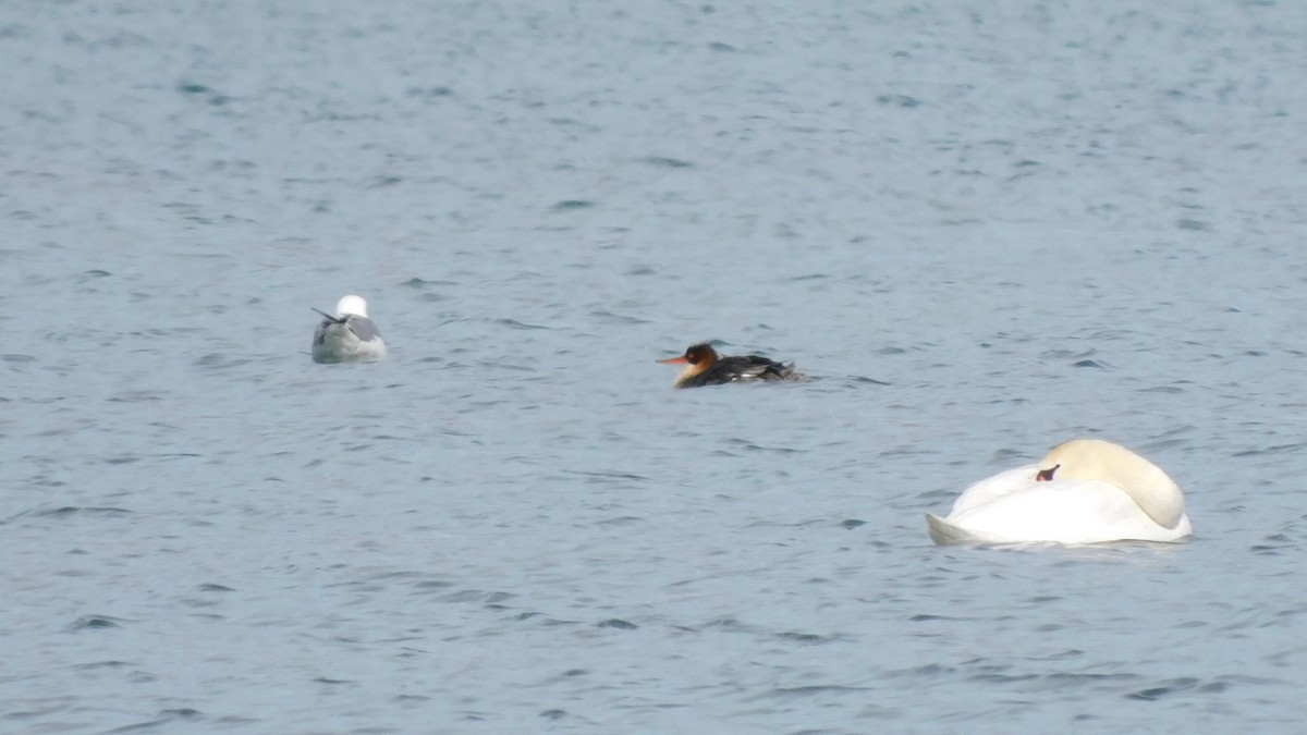 Red-breasted Merganser - ML533222001