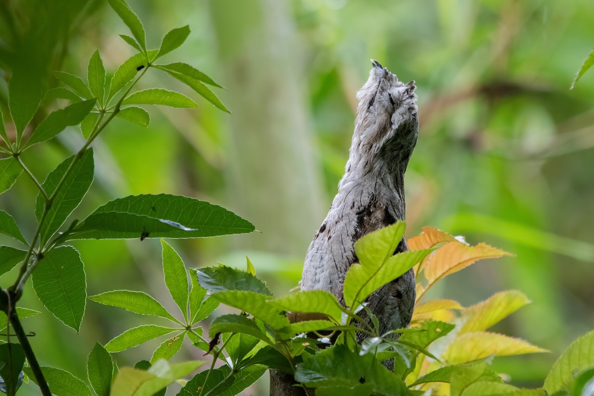 Common Potoo - ML533222221