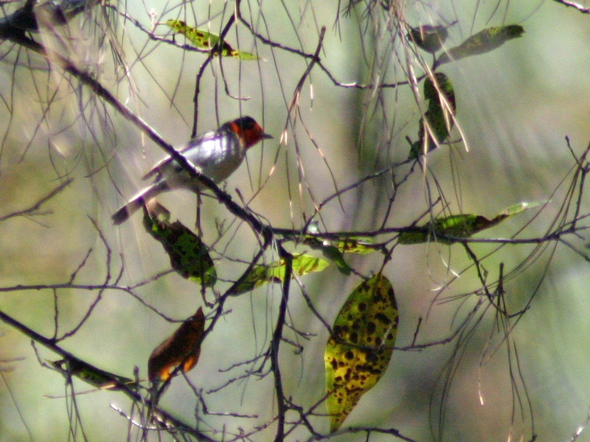Red-faced Warbler - ML53322241