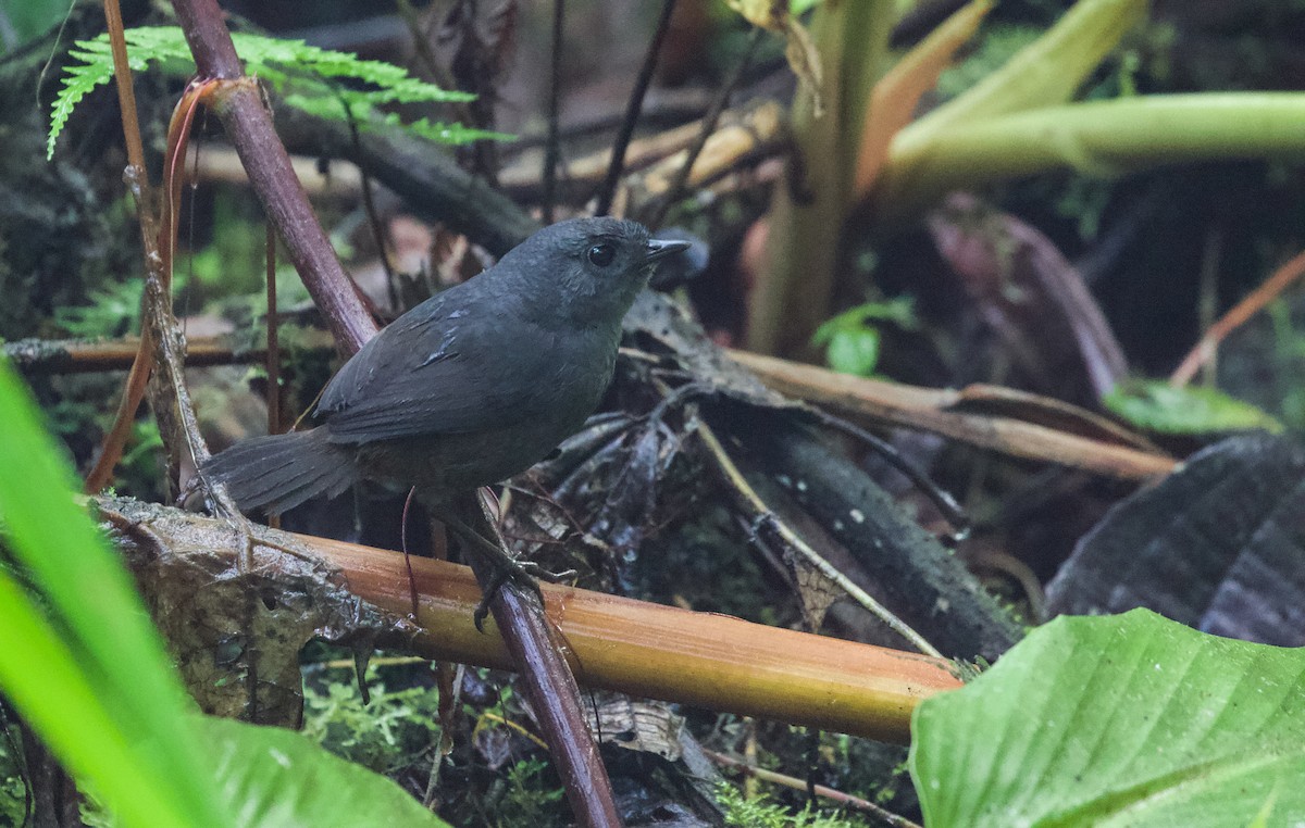 Spillmann's Tapaculo - Will Sweet