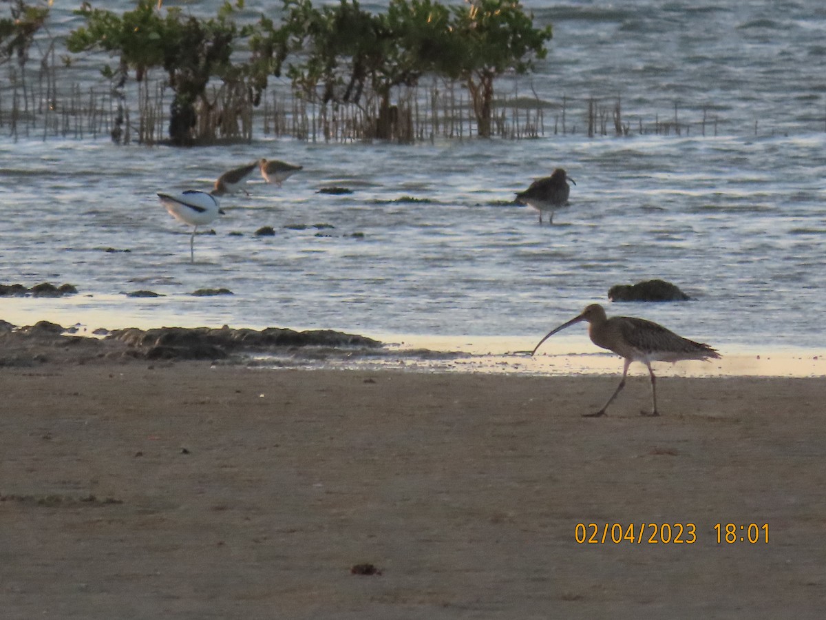 Eurasian Curlew - ML533222731