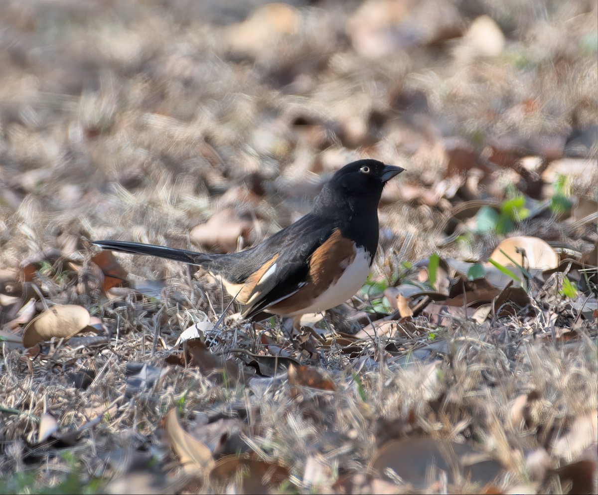 pipilo rudooký (ssp. alleni/rileyi) - ML533222761