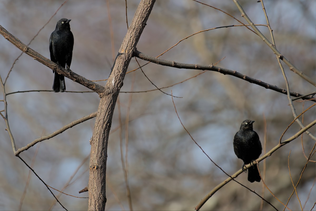 Rusty Blackbird - ML533222991