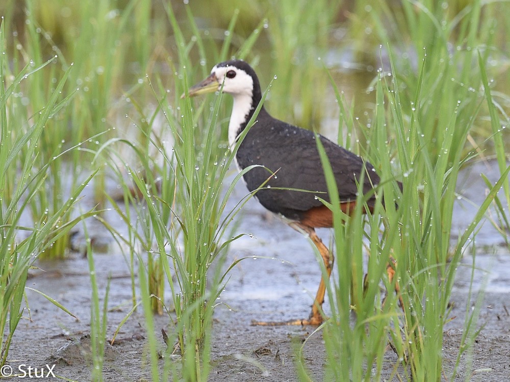 White-breasted Waterhen - ML533223251