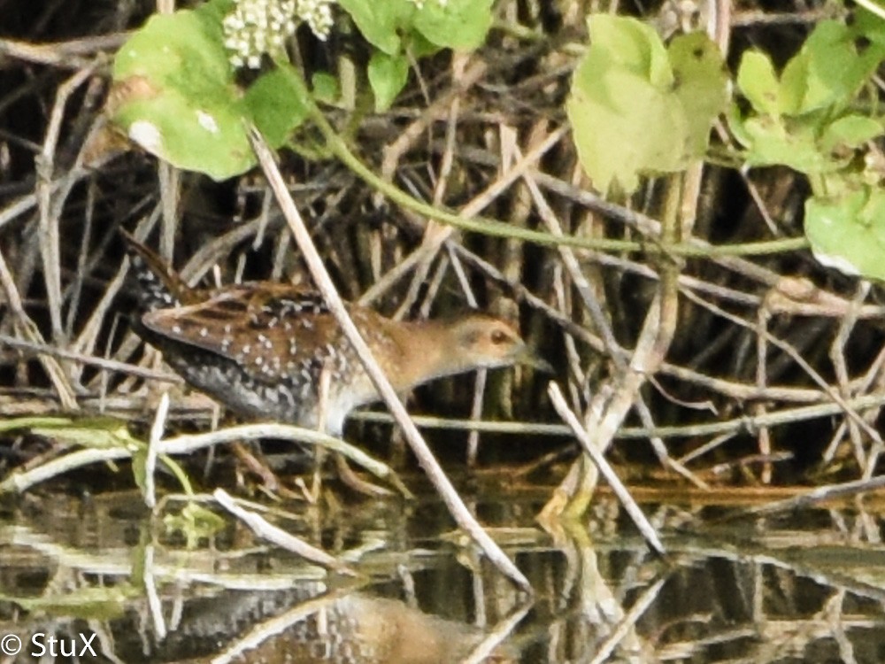 Baillon's Crake - ML533223691