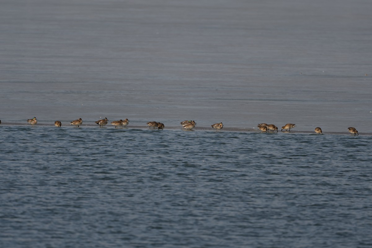 Baikal Teal - ML533223711