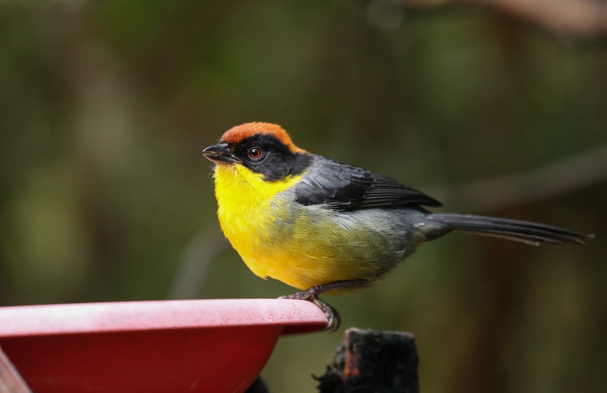 Yellow-breasted Brushfinch - ML533224161