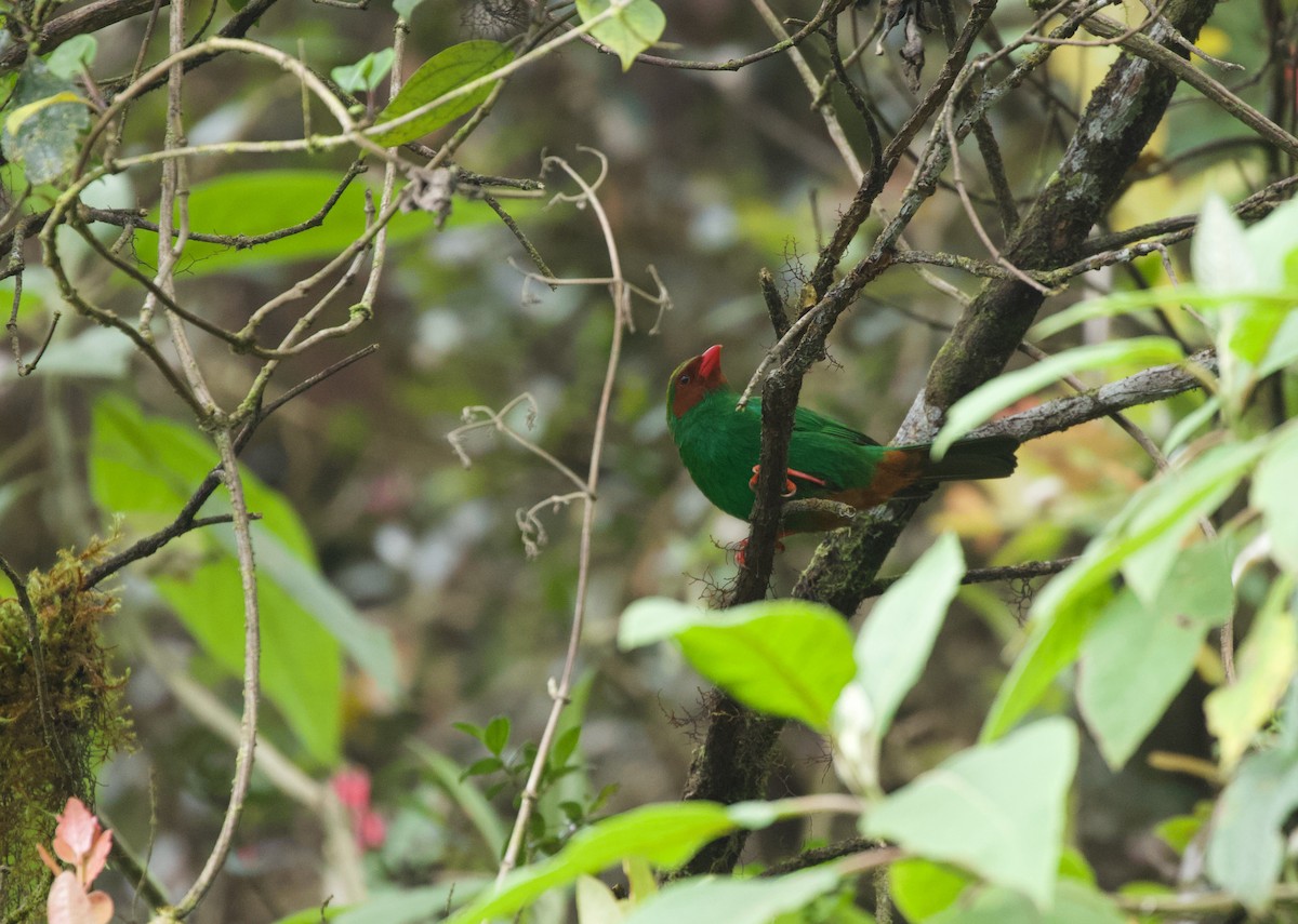 Grass-green Tanager - Will Sweet