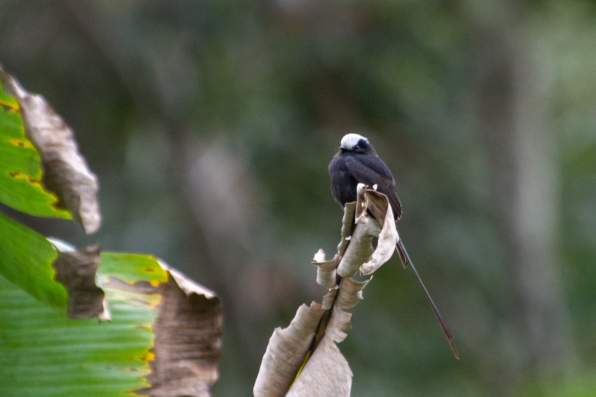 Long-tailed Tyrant - ML533224651