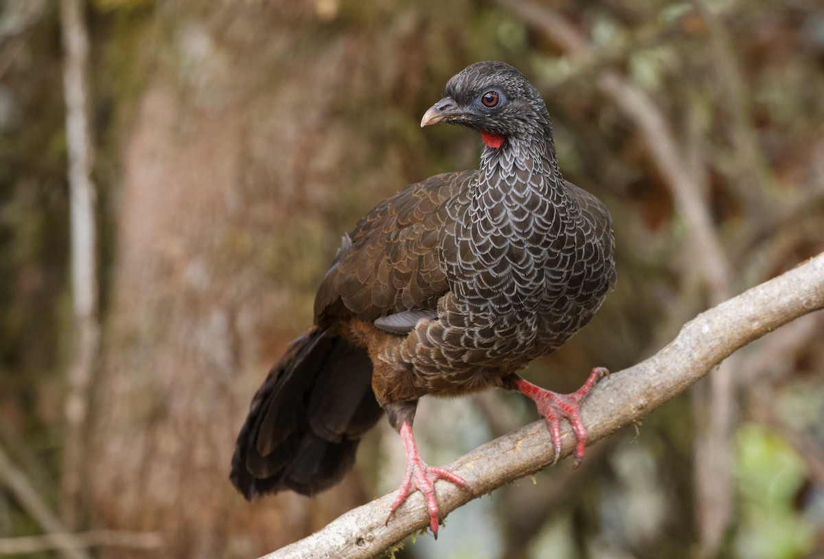 Andean Guan - ML533224711