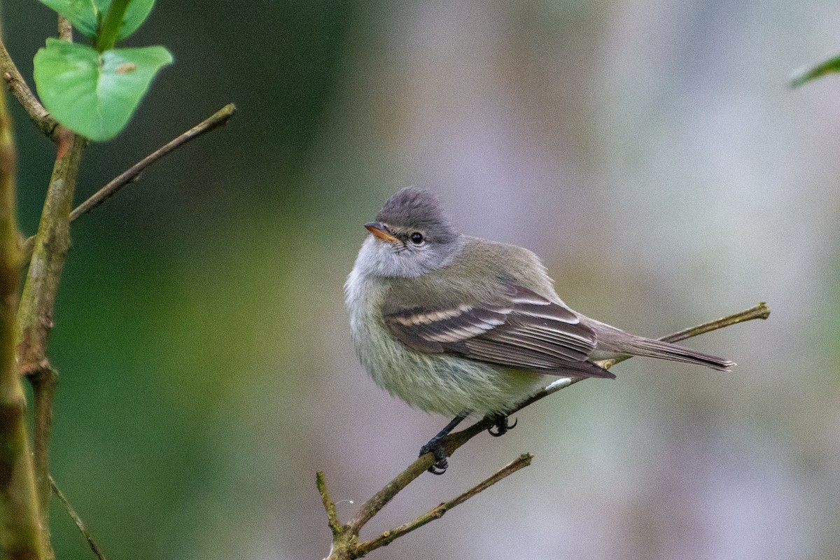 Southern Beardless-Tyrannulet - ML533225941